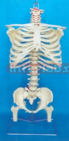 168 CM TALL VERTEBRAE COLUMN. INFLEXIBLE SPINE, WITH RIB CAGE (OCCIPITAL BONE) AND PELVIS AND LUXURY HANGING STAND